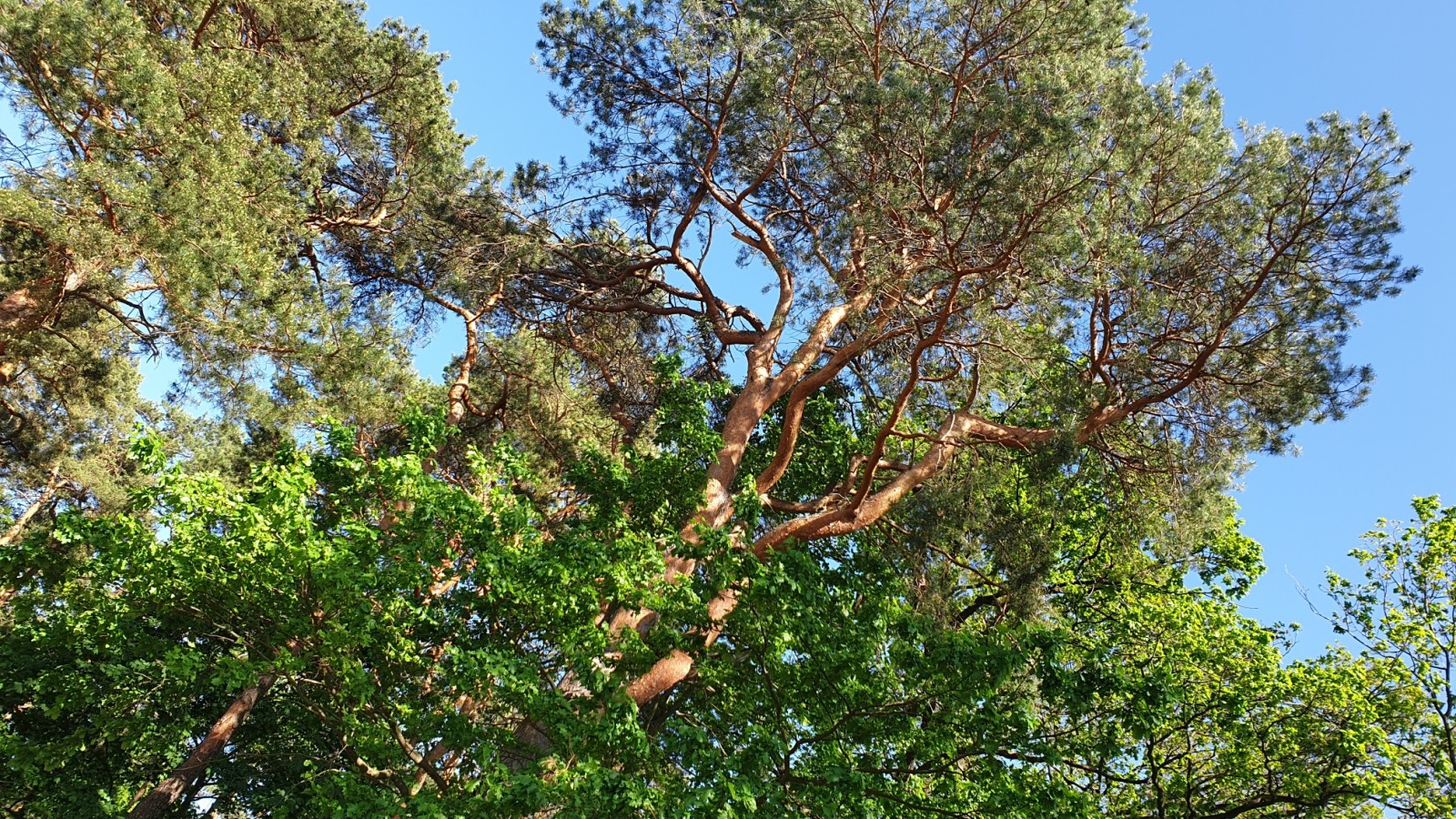 Waldbrandgefahr reduzieren