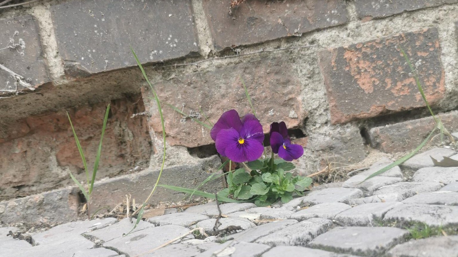 Bauen auf Kosten der Natur löst nicht die Wohnungsnot