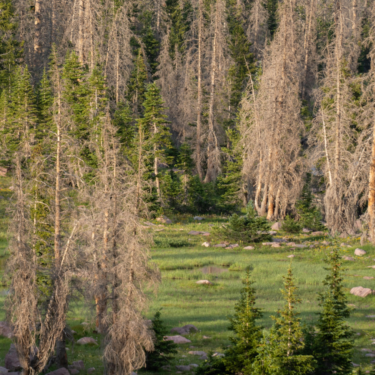 Berlins Wälder leiden – Zeit zu handeln!