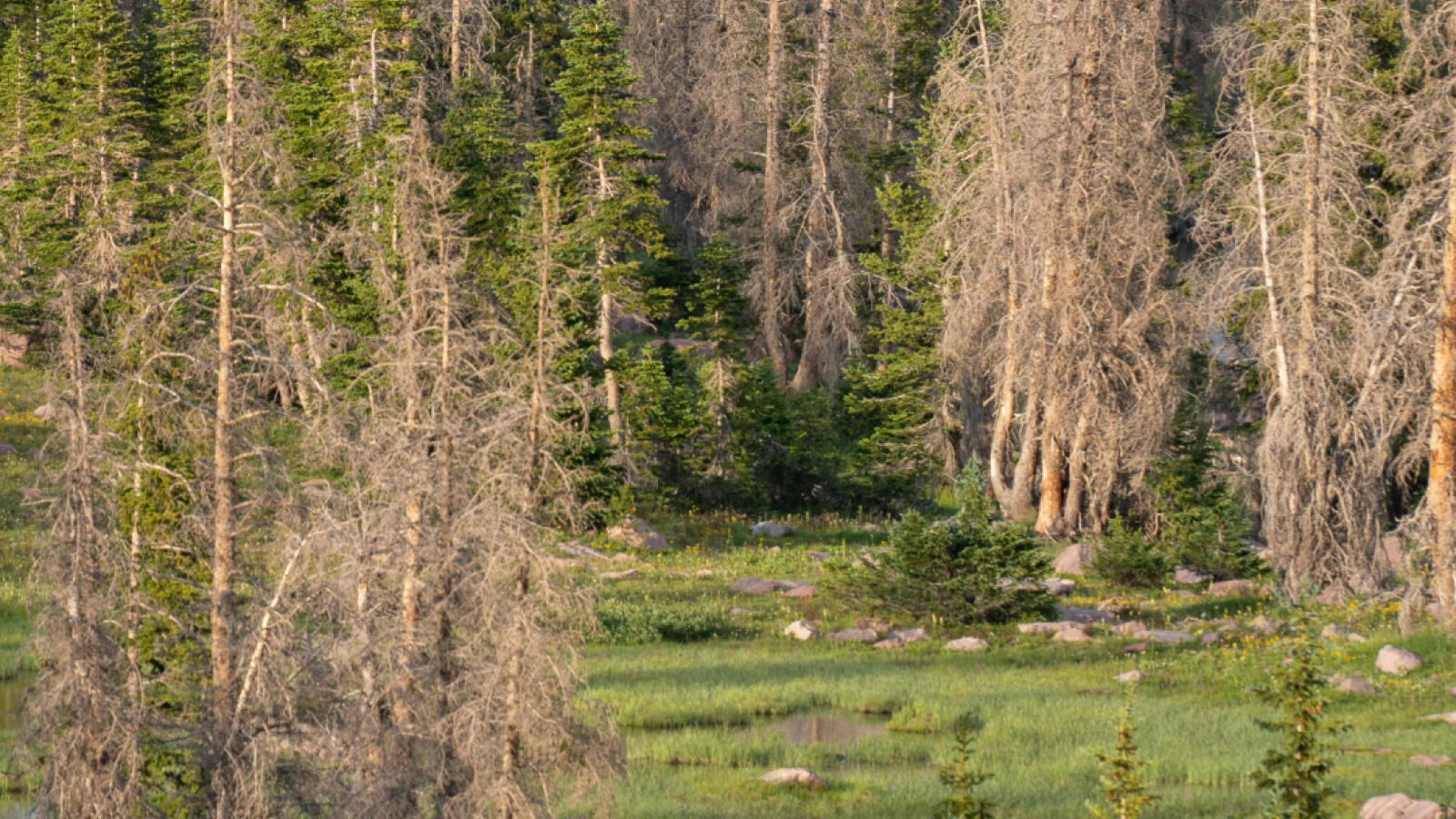 Berlins Wälder leiden – Zeit zu handeln!