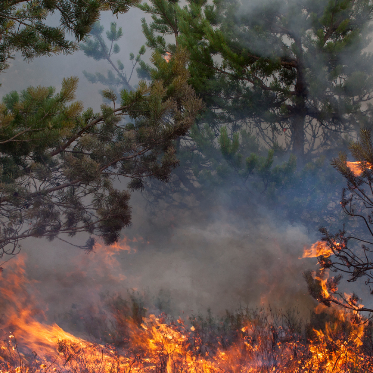 Wald vor Feuer schützen – präventiv und effektiv