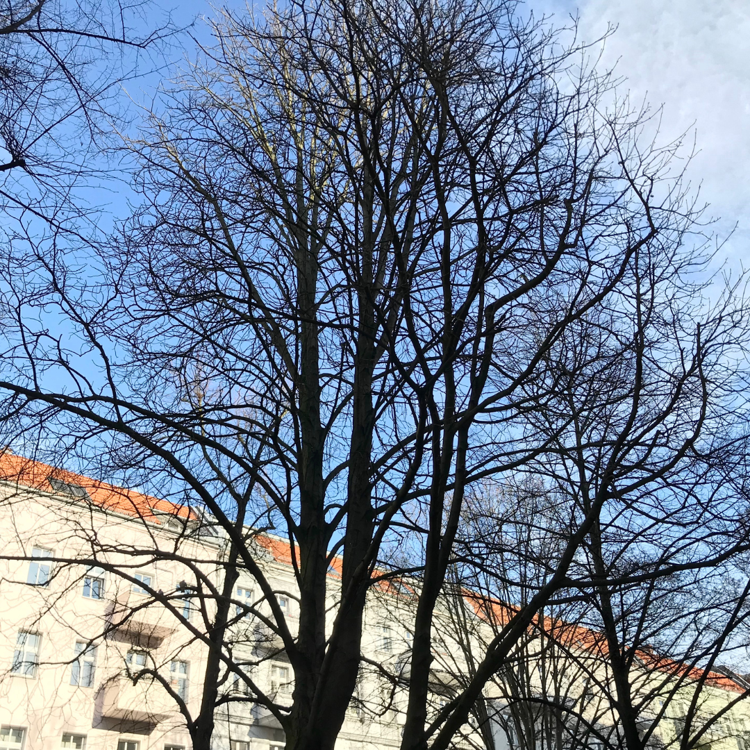 Save the Date: Stadtbaumbegehung mit Picknick im Schatten