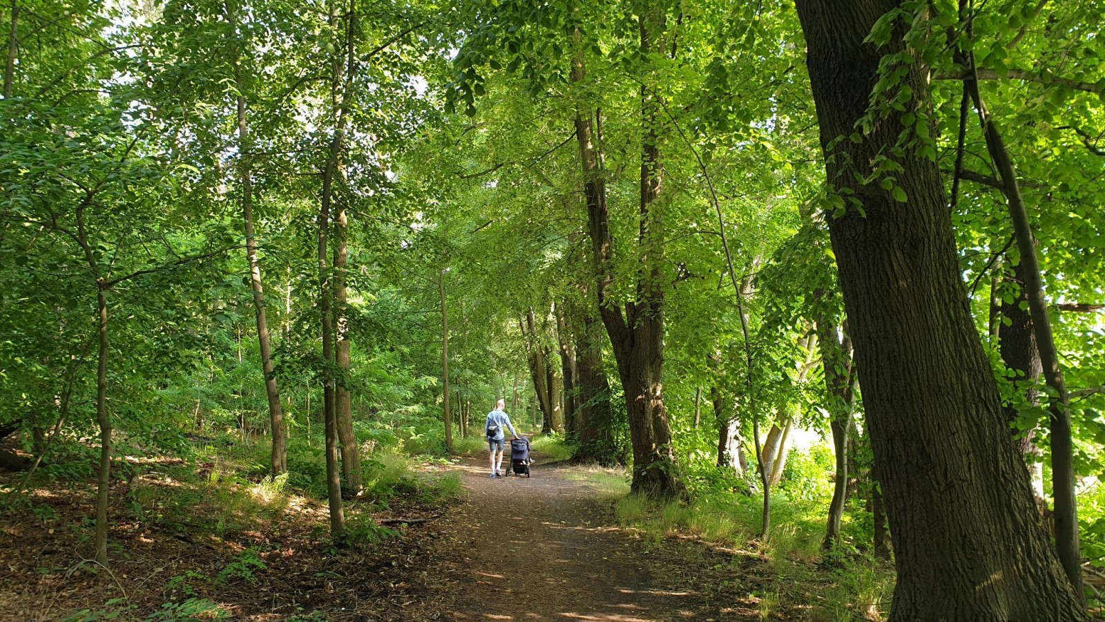 Grünauer Forst